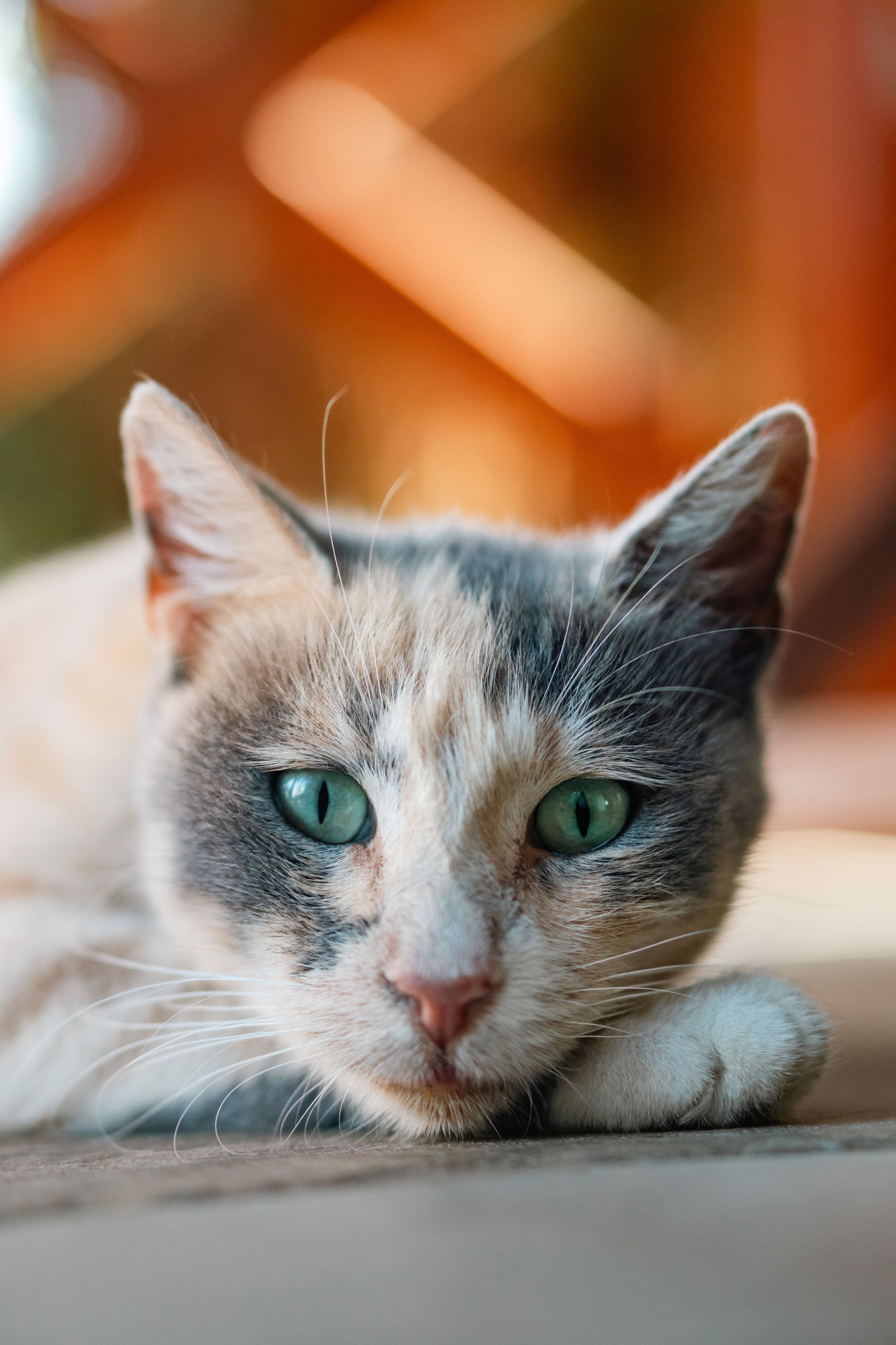 Close-up portrait of a calico cat with green eyes resting