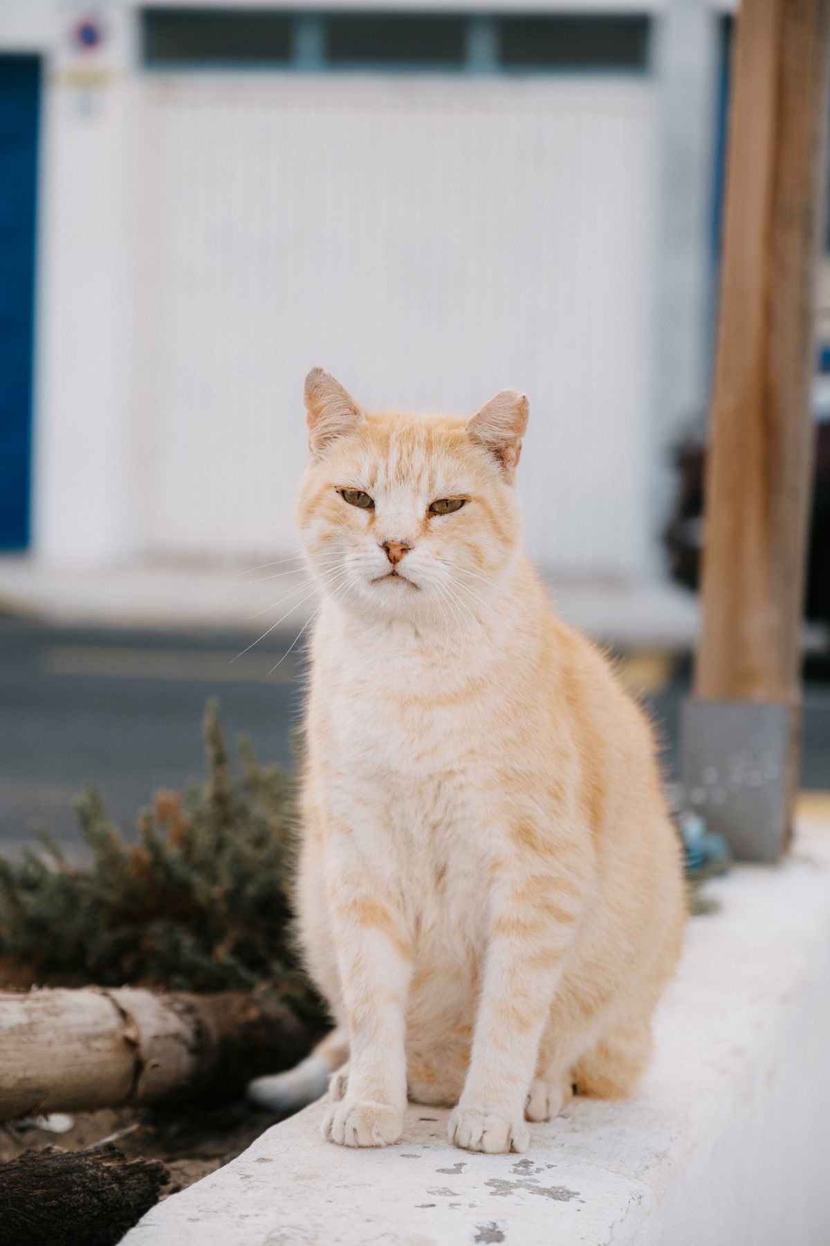 Content orange tabby cat sitting outdoors, illustrating healthy weight in pets