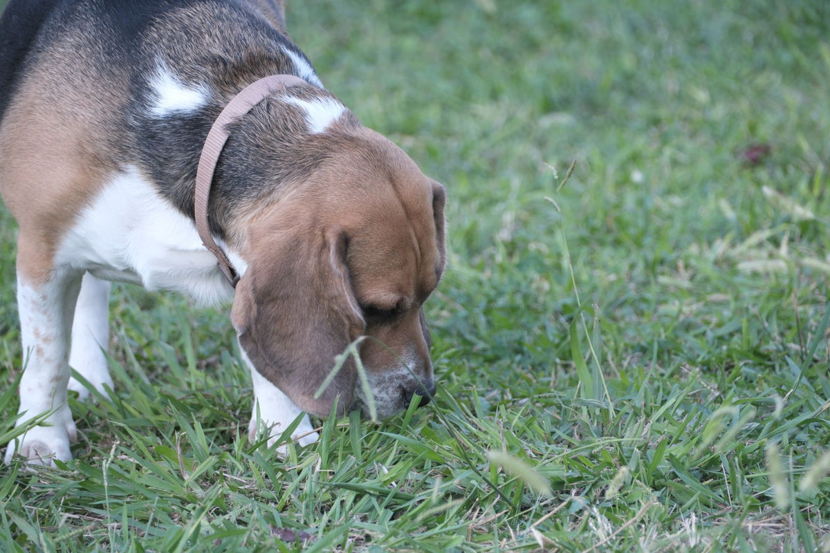 A beagle sniffing through the grass outdoors