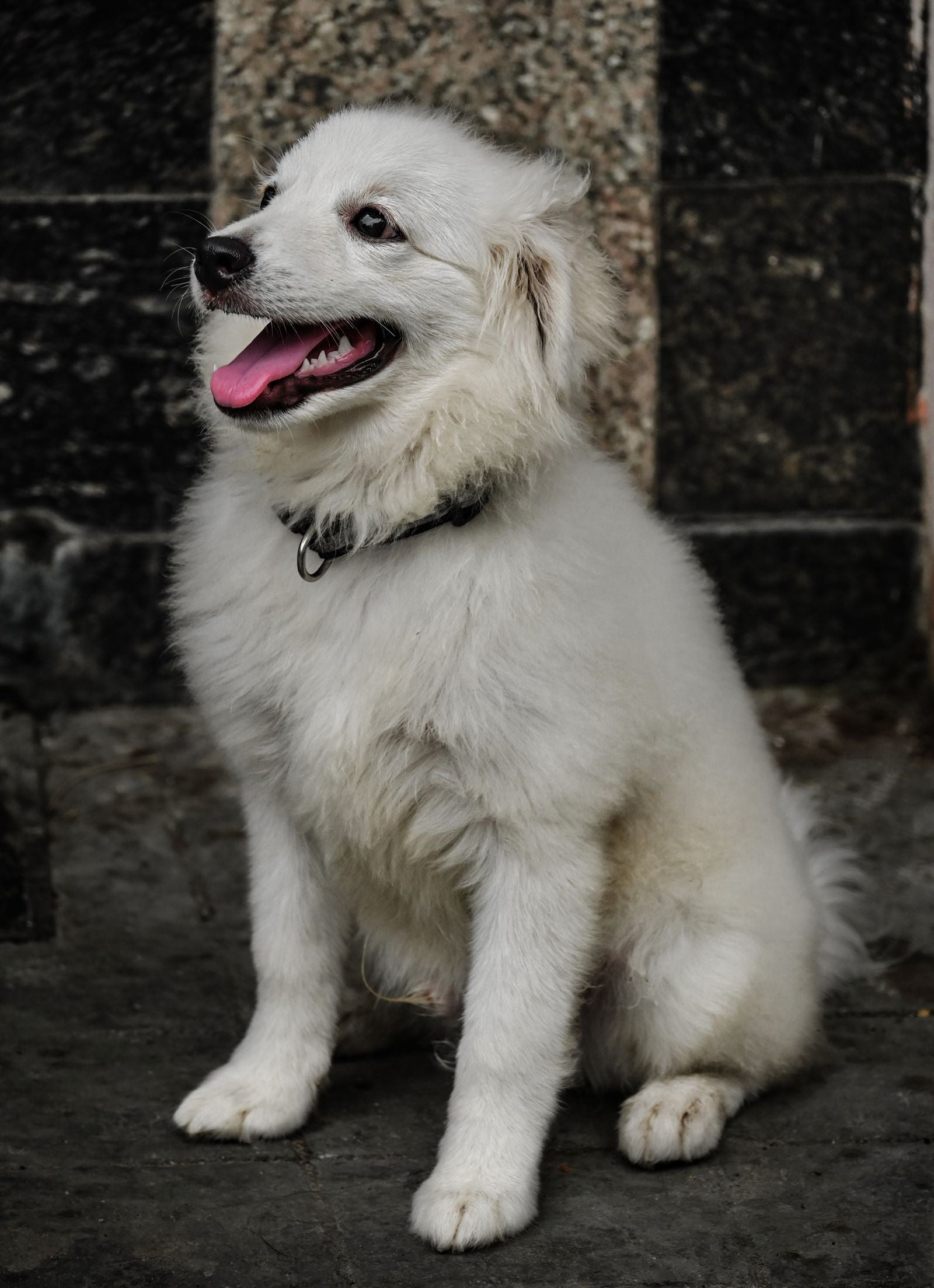 White fluffy dog sitting indoors, safe from household hazards like rodenticides
