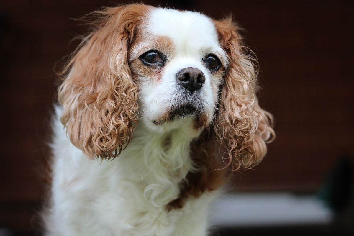 A Blenheim Cavalier King Charles Spaniel dog photographed in close-up