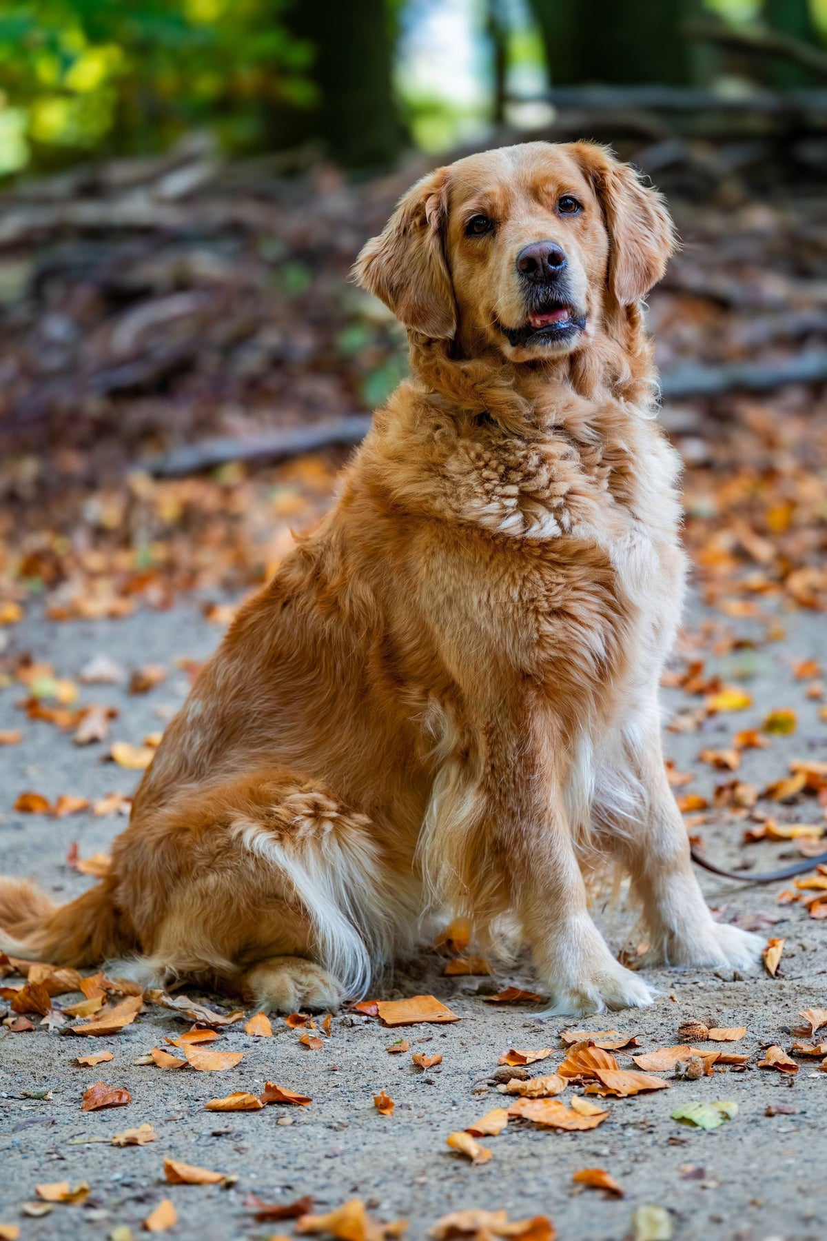 Golden Retriever sitting on a path covered with fallen autumn leaves in a park