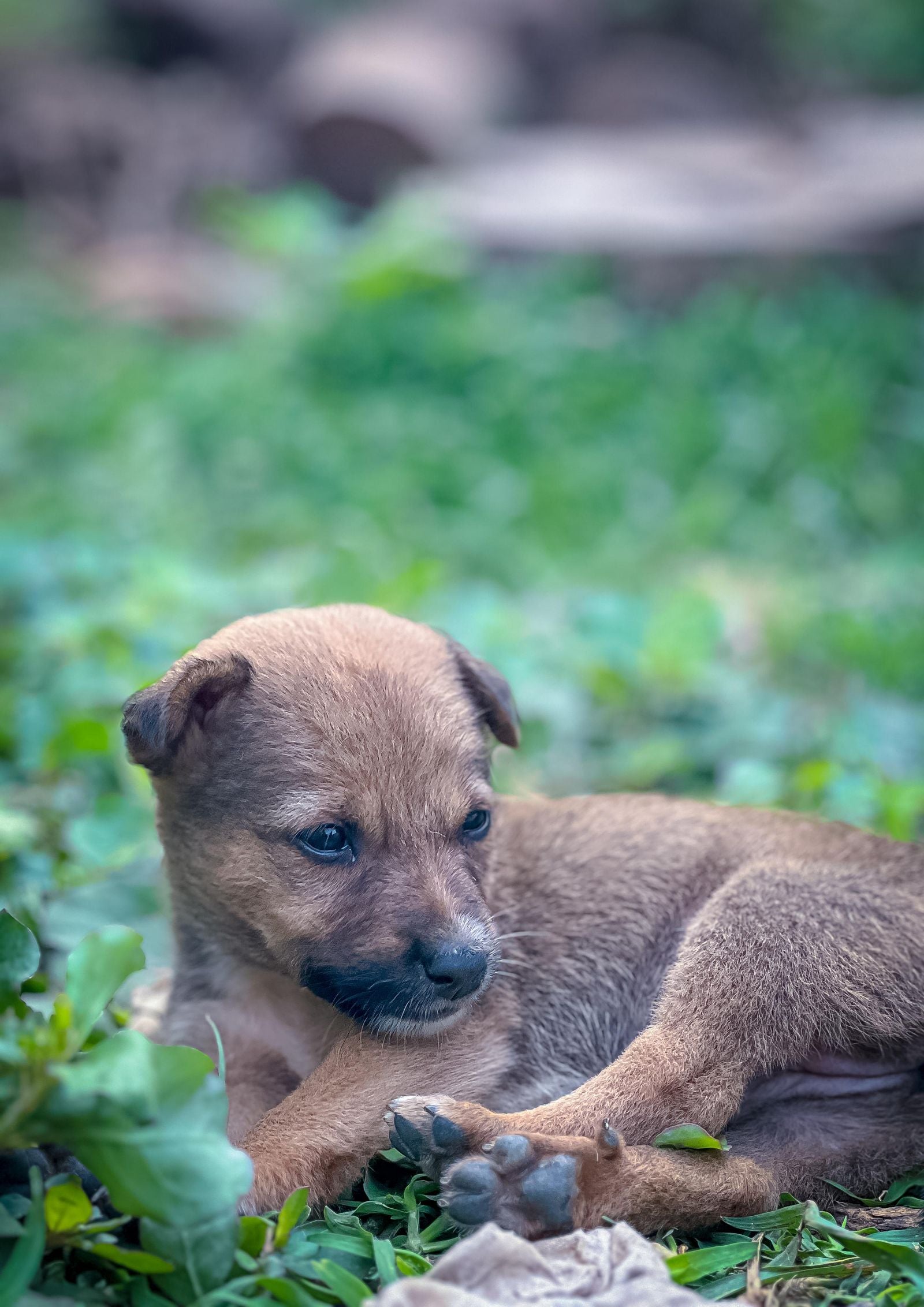 Young dog lying in grass outdoors on a sunny day during an outdoor adventure