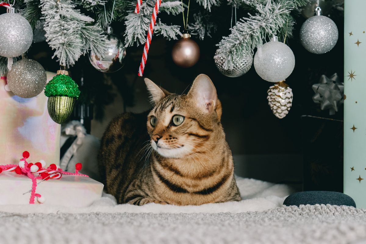 A cat relaxes under a decorated Christmas tree surrounded by ornaments and gifts, illustrating holiday pet safety