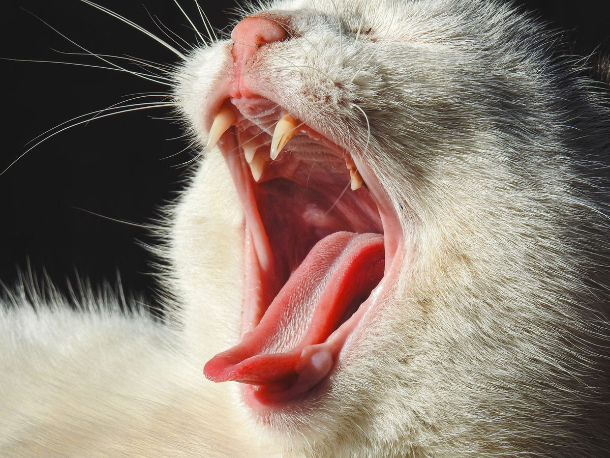 A close-up of a cat's mouth and teeth