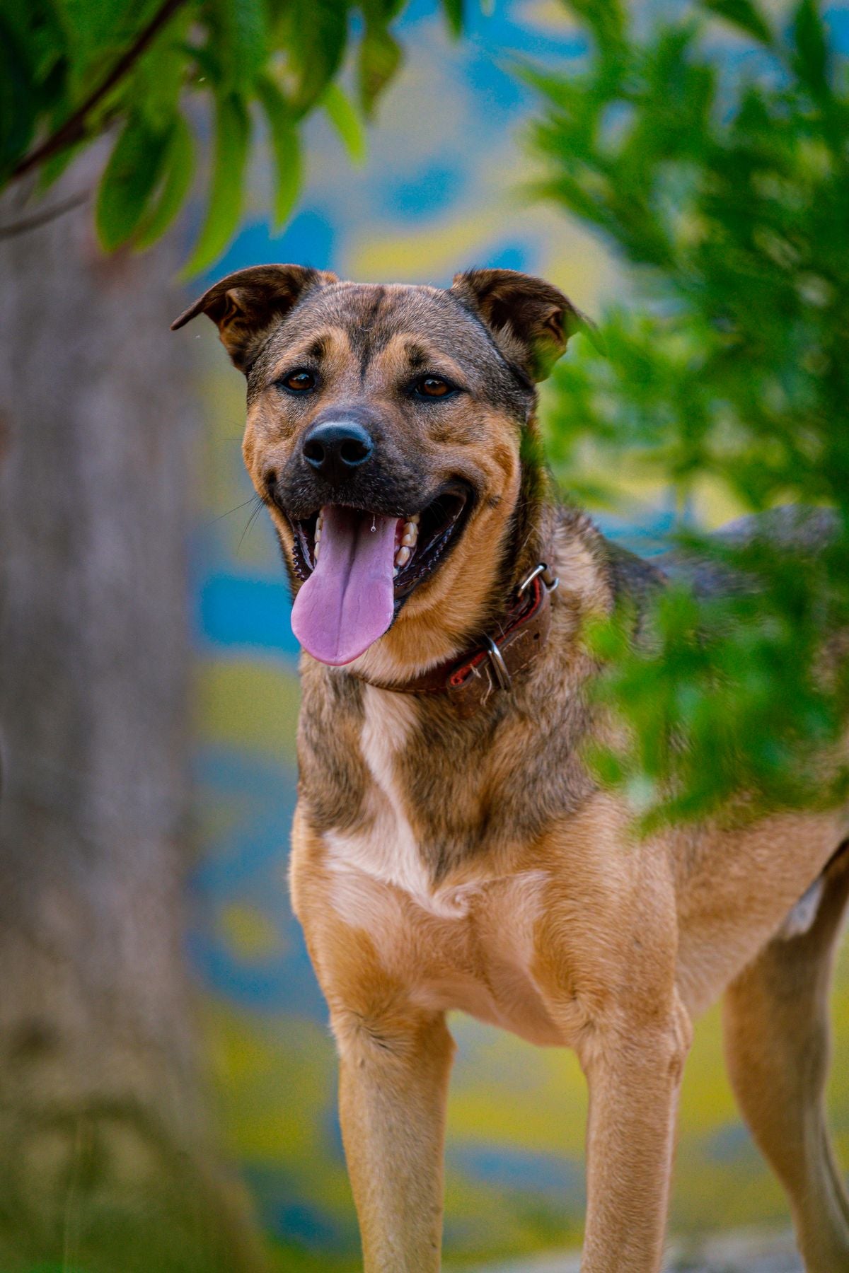 Happy dog outdoors in bright sunshine, illustrating warm-weather and heatstroke safety