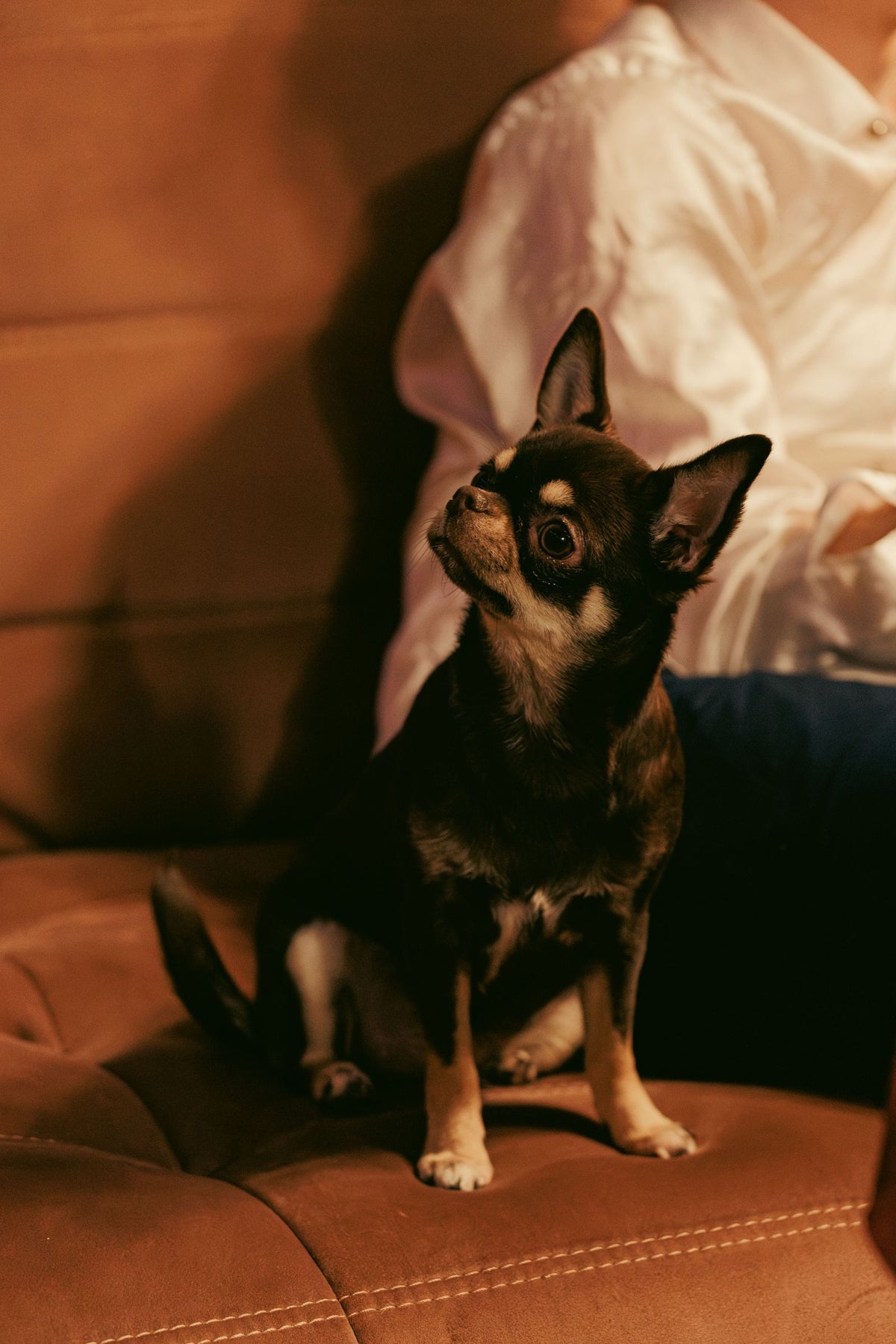 A small dog resting indoors