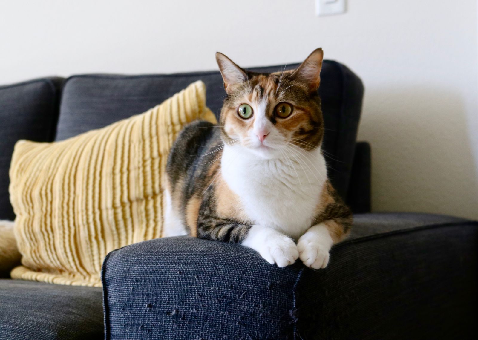 Calico cat resting on a sofa at home, where dropped human medications pose a hidden risk to pets