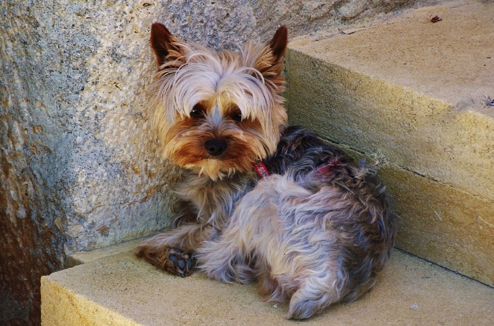 Small long-haired dog with a shaggy coat resting outdoors, typical of a senior pet needing gentle grooming