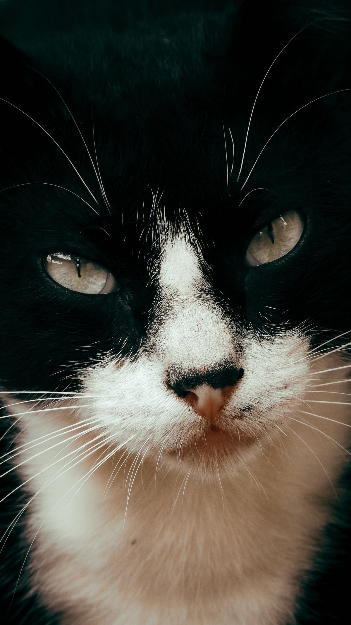 A close-up portrait of a black and white tuxedo cat with prominent whiskers
