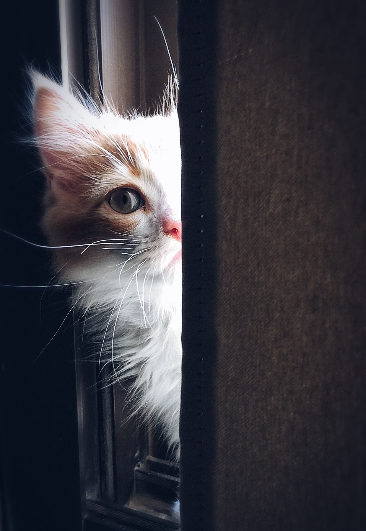 A long-haired cat being gently groomed with a brush at home
