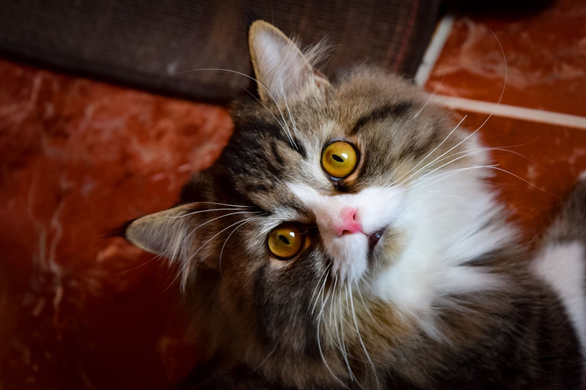 A long-haired tabby and white cat looking upward with wide amber eyes