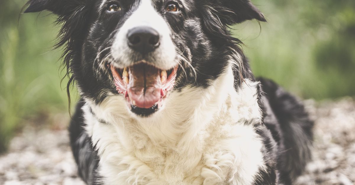 Happy, relaxed dog resting outdoors, illustrating a healthy dog recovering from kennel cough