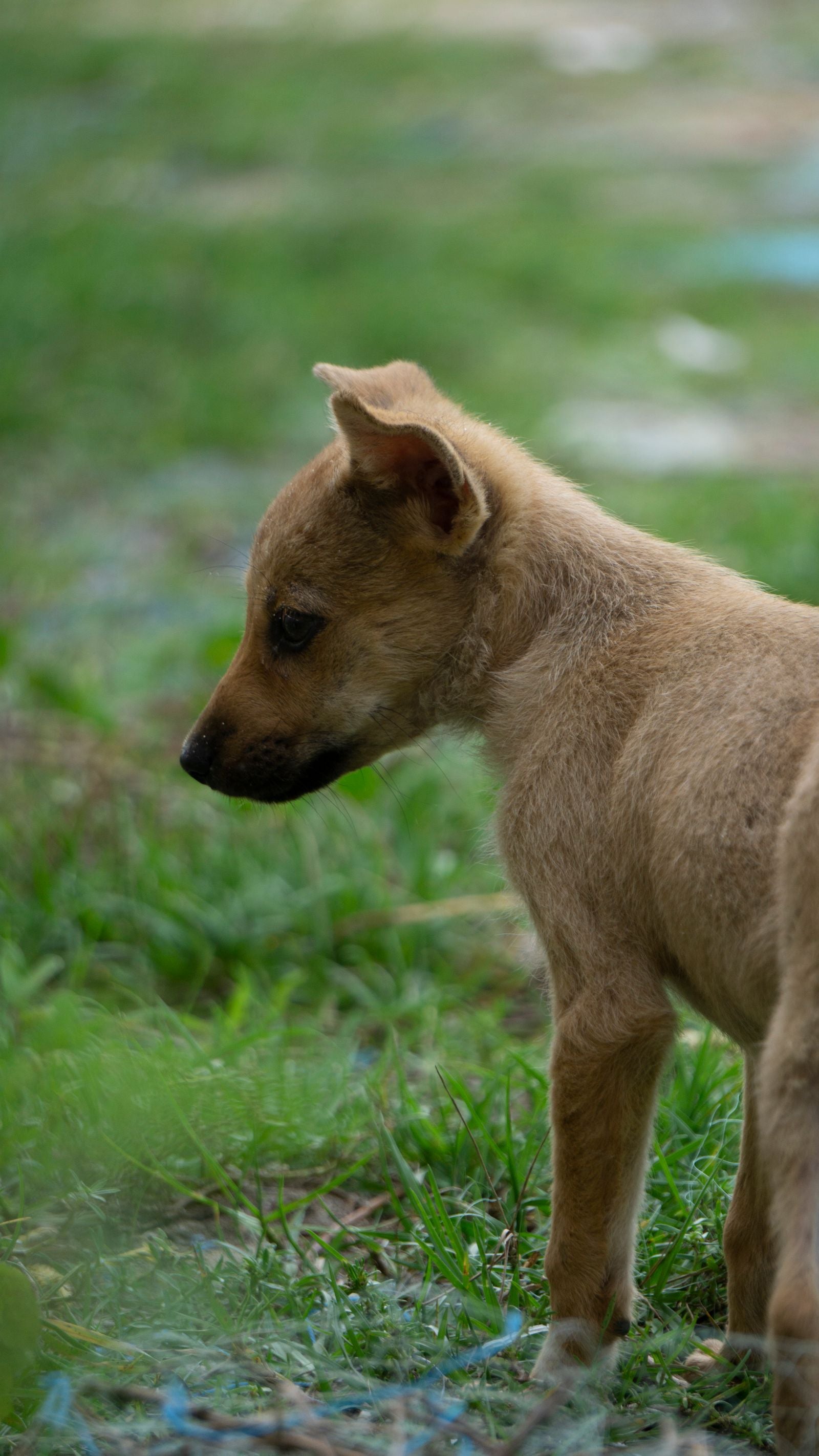 Alert dog standing outdoors in grass, where snake encounters can happen during warm months