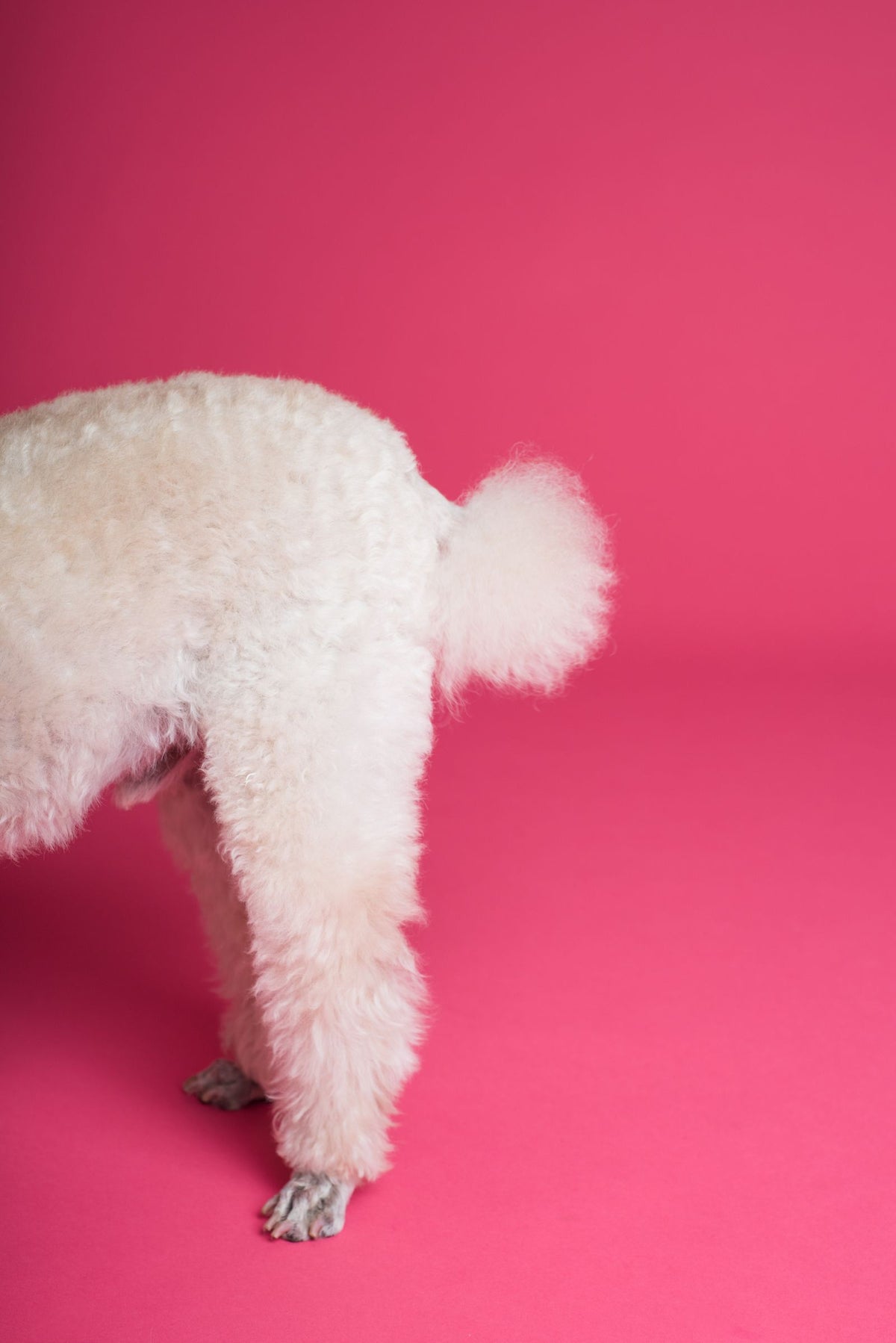 A white curly-coated dog seen from behind with its fluffy tail raised