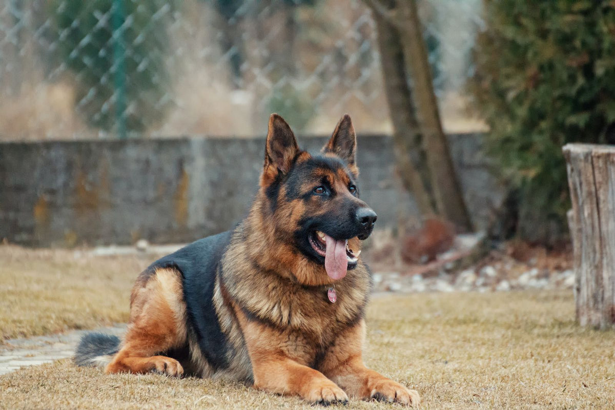 A German Shepherd Dog lying on the grass with its front legs stretched out in front of it, panting gently beside a wire fence
