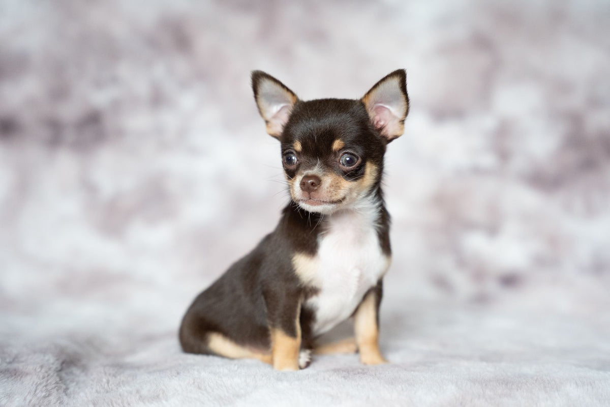 A small black and tan Chihuahua puppy sitting on a soft blanket
