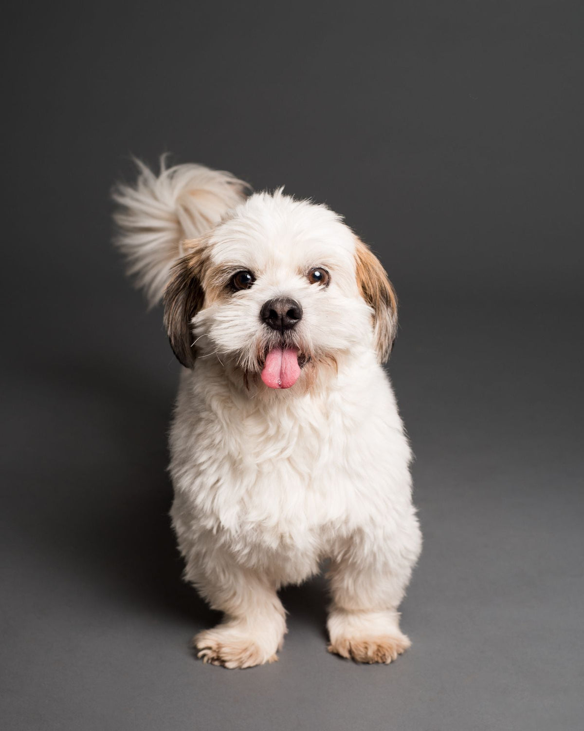 A small fluffy toy-breed dog standing and looking at the camera against a plain background