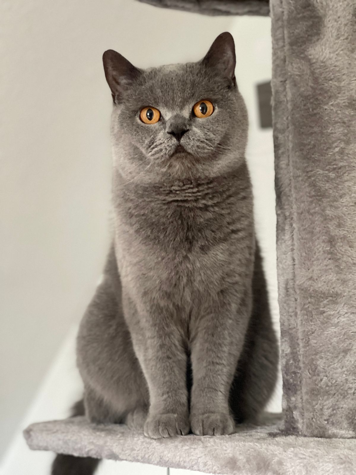 A British Shorthair cat resting on a cat tree indoors, an example of vertical-space enrichment