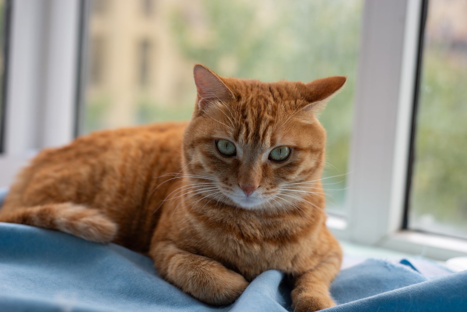 Orange tabby cat lounging near a bright window at home, where diffused essential oils can affect indoor air