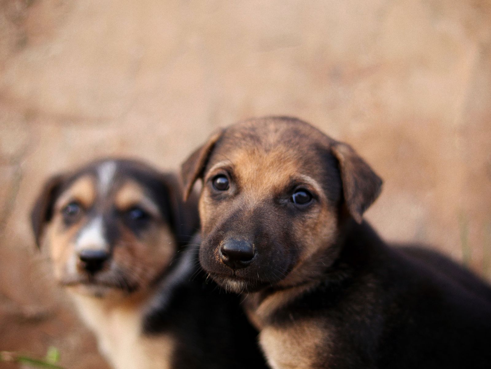 Two young dogs sitting close together outdoors, looking cautiously toward the camera