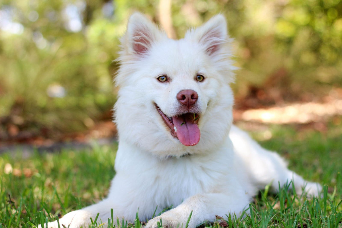A fluffy white dog lying on green grass with its tongue out.