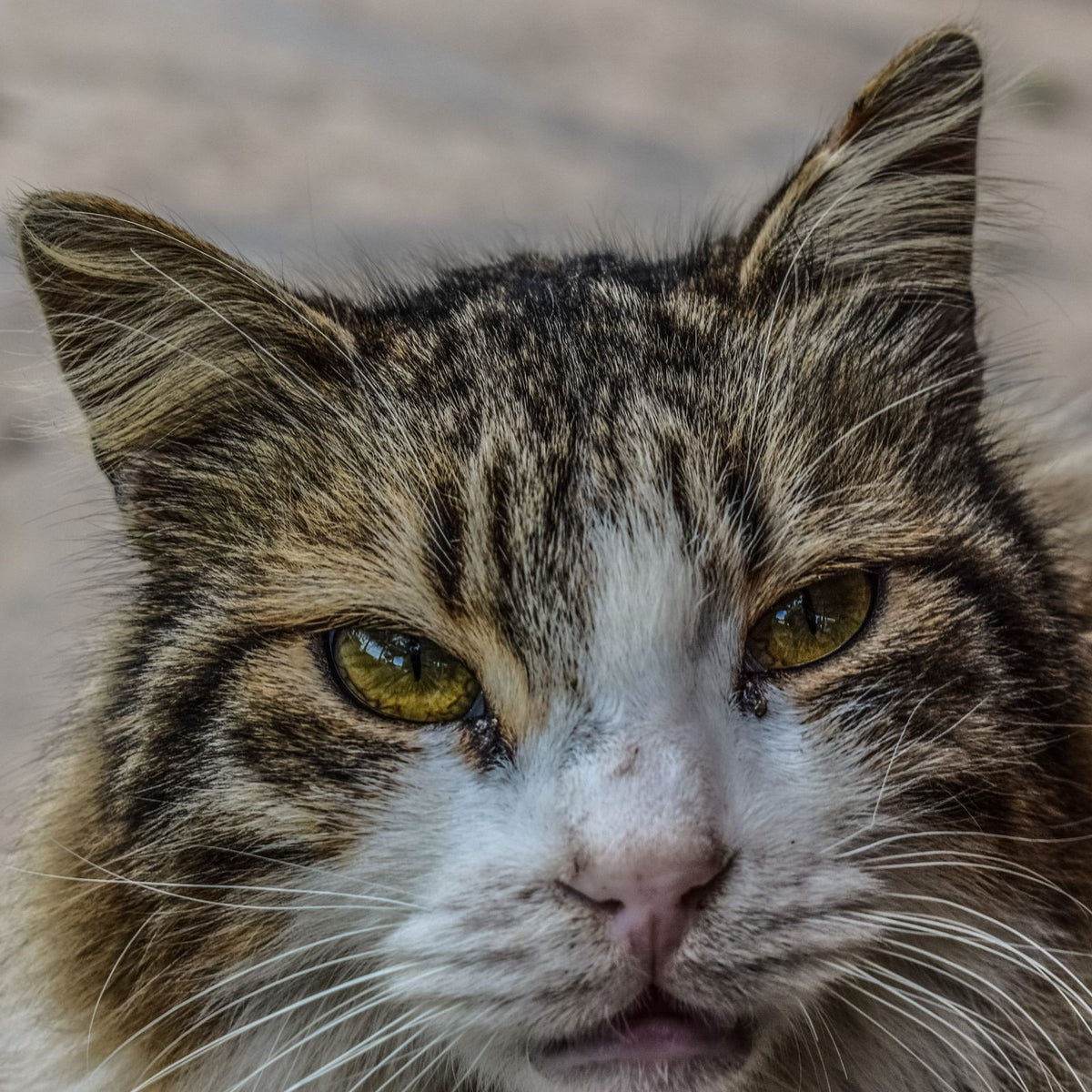 A close-up of a tabby cat's face with large amber eyes looking directly at the camera