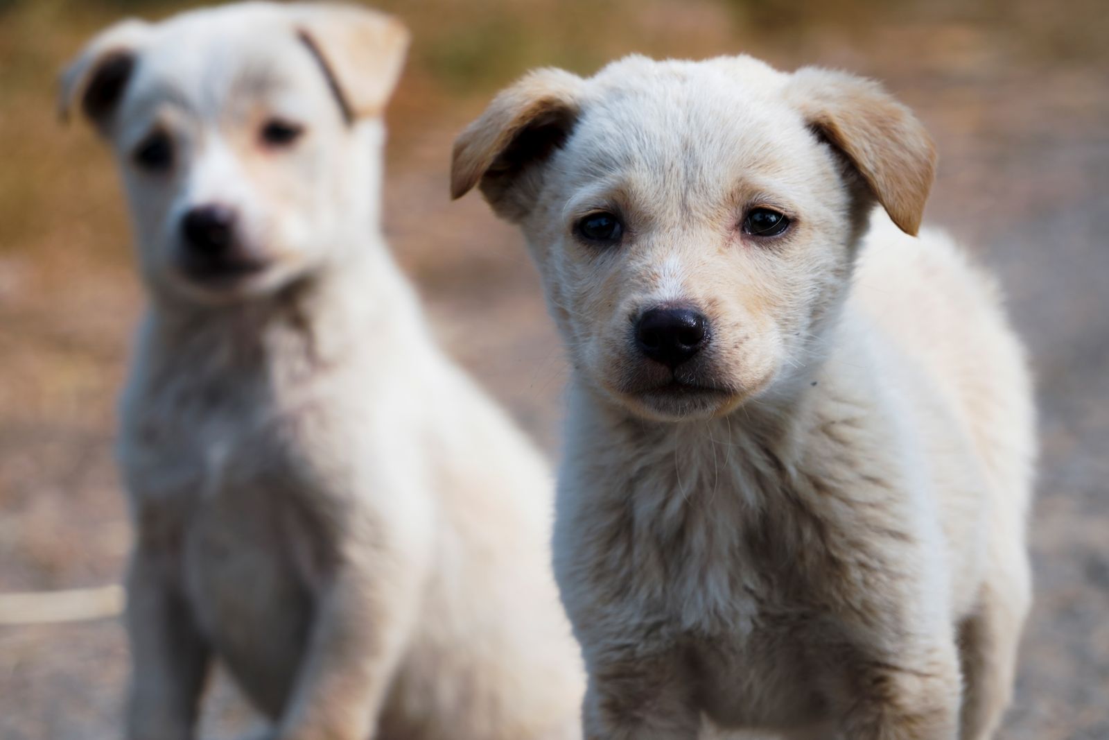 Two white puppies sitting side by side outdoors, illustrating a multi-dog household