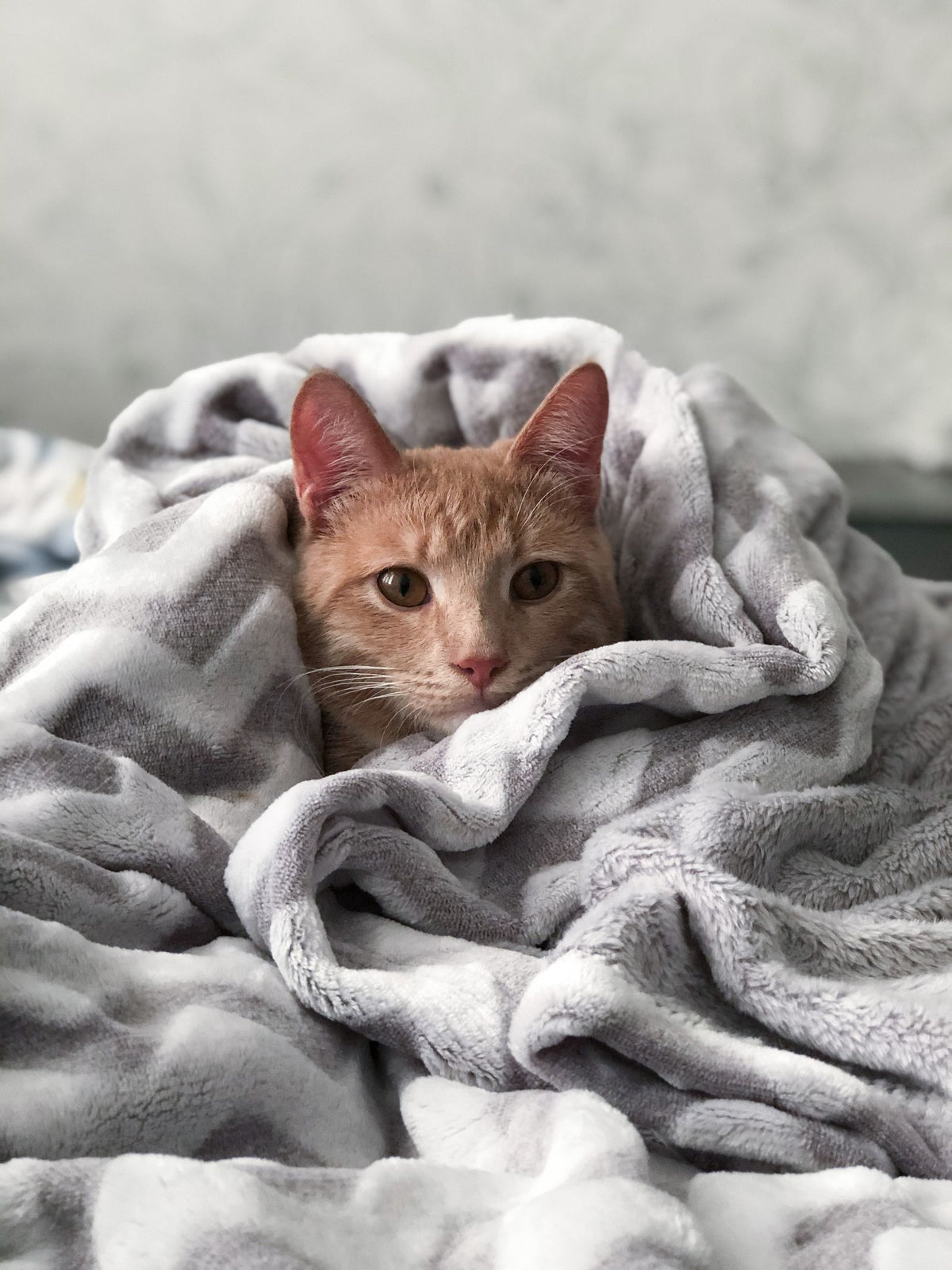 A ginger cat resting quietly wrapped in a soft blanket at home