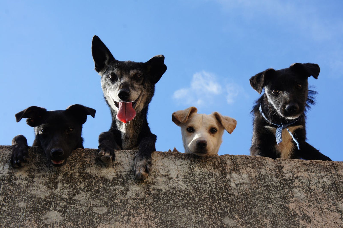 Several dogs looking over a wall against a blue sky with mouths open mid-vocalization, showing the social side of canine communication