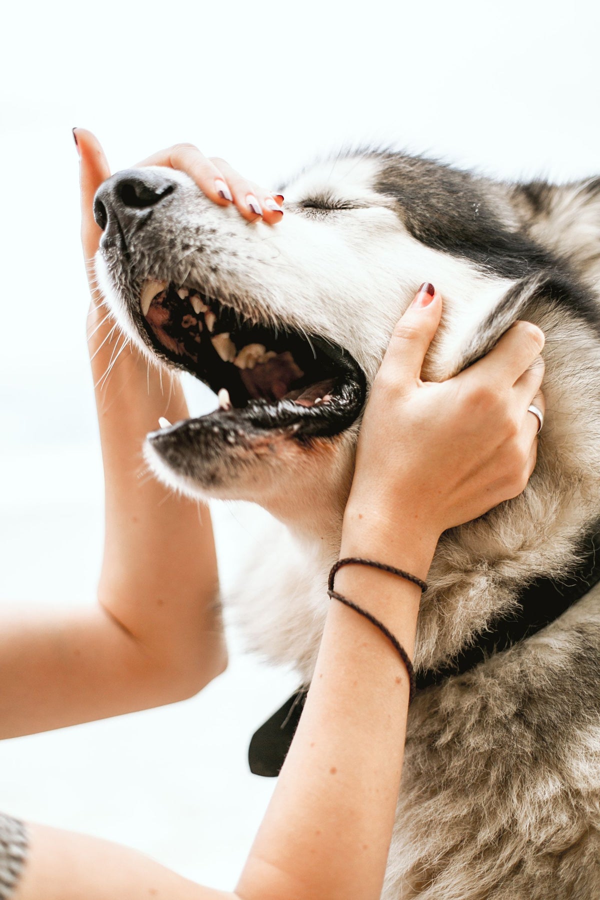Person gently stroking the face of a happy husky dog during a grooming session