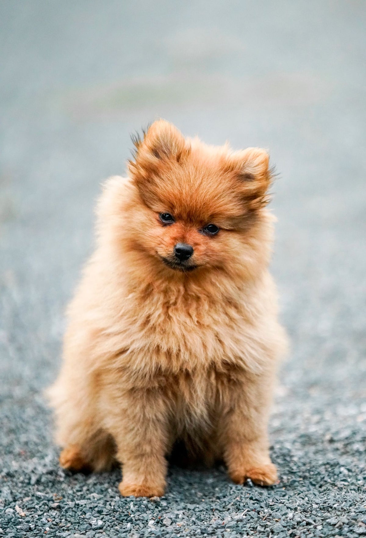 Small fluffy Pomeranian puppy sitting on a path and looking up hesitantly, at the age when developmental fear periods commonly appear