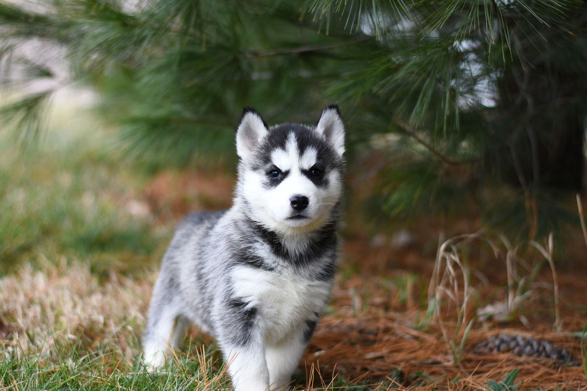 Young husky puppy standing outdoors on grass and looking toward the camera