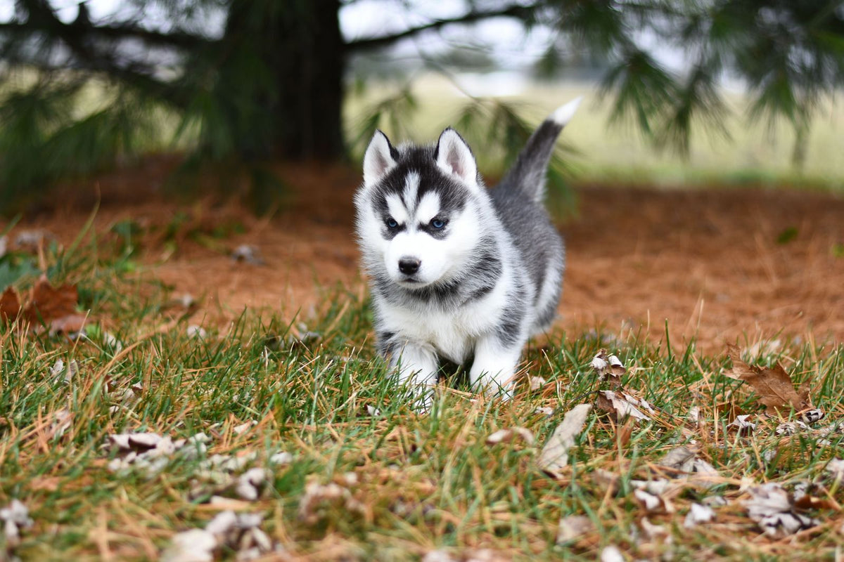 Curious husky puppy exploring grass and fallen leaves in a backyard