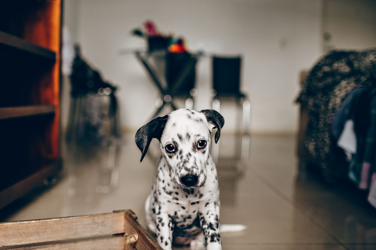 A Dalmatian puppy sitting on the floor inside a home