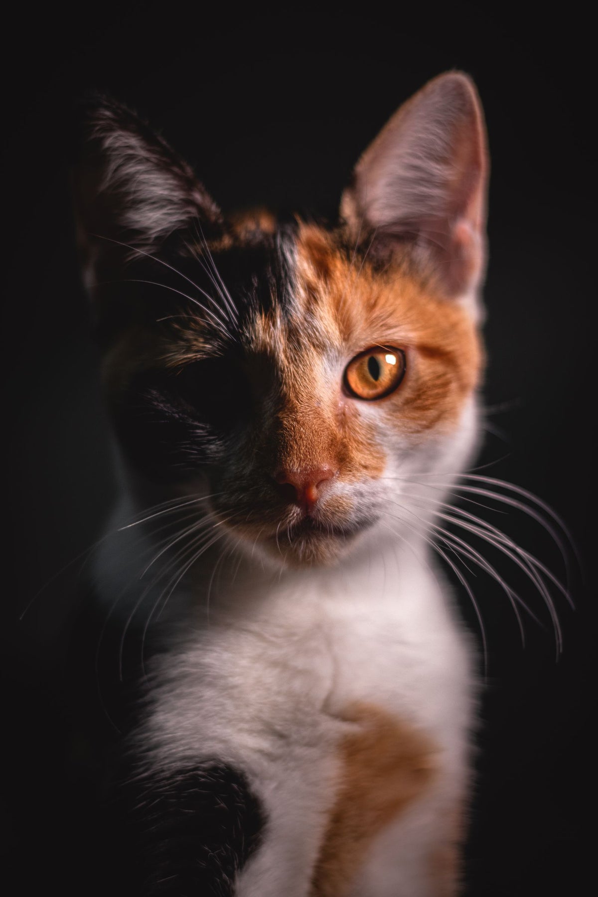 An alert calico cat looking directly at the camera indoors