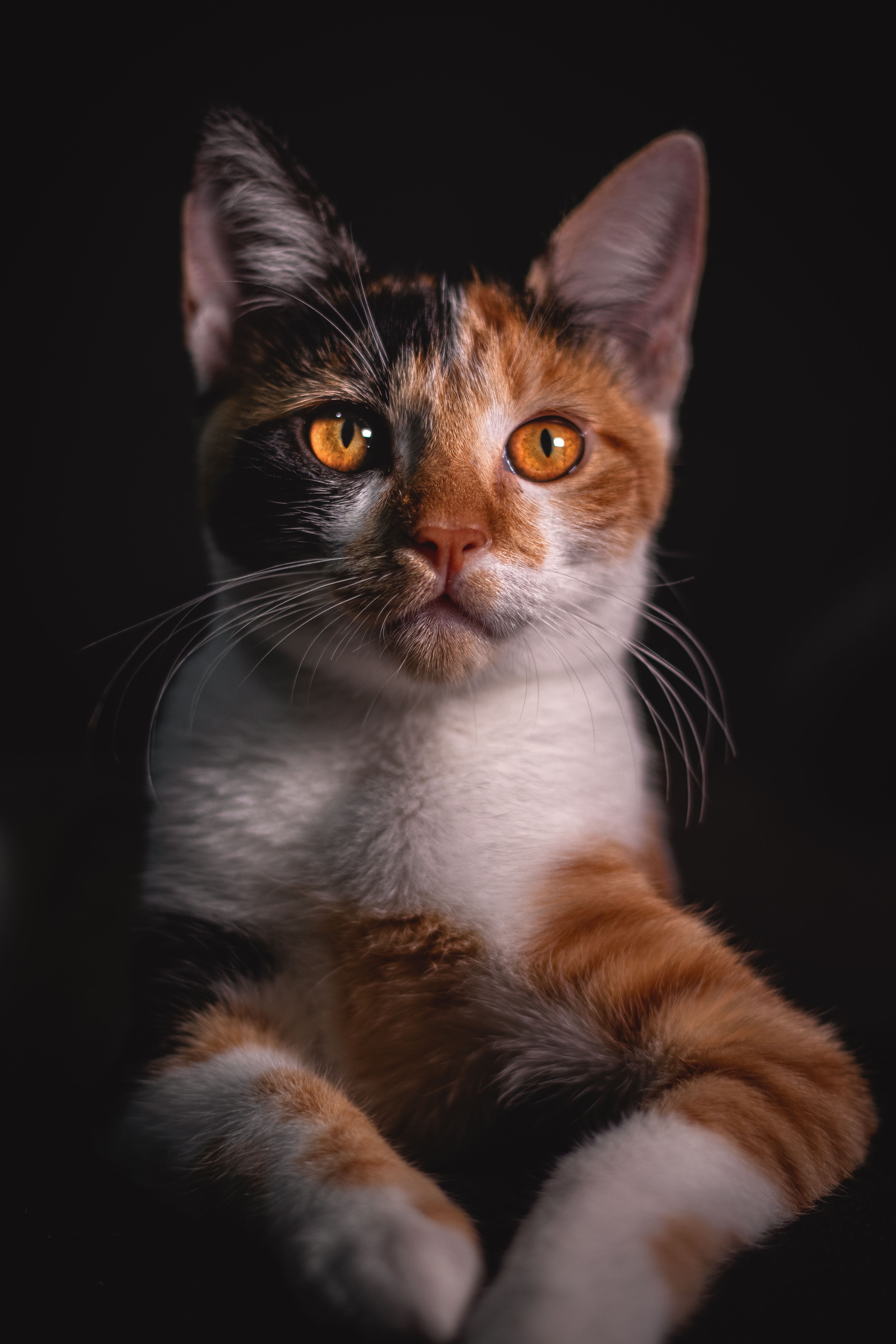 Calico cat with bright orange eyes looking directly at the camera