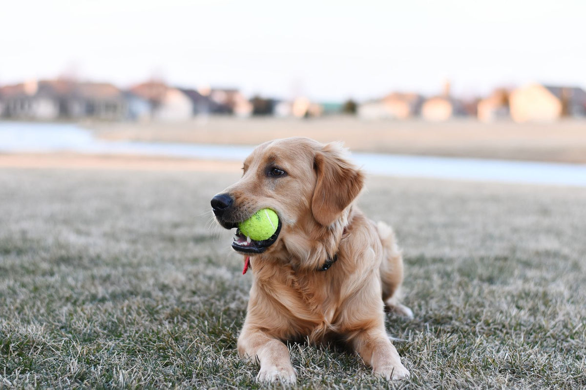 A golden retriever lying calmly on grass with a tennis ball.