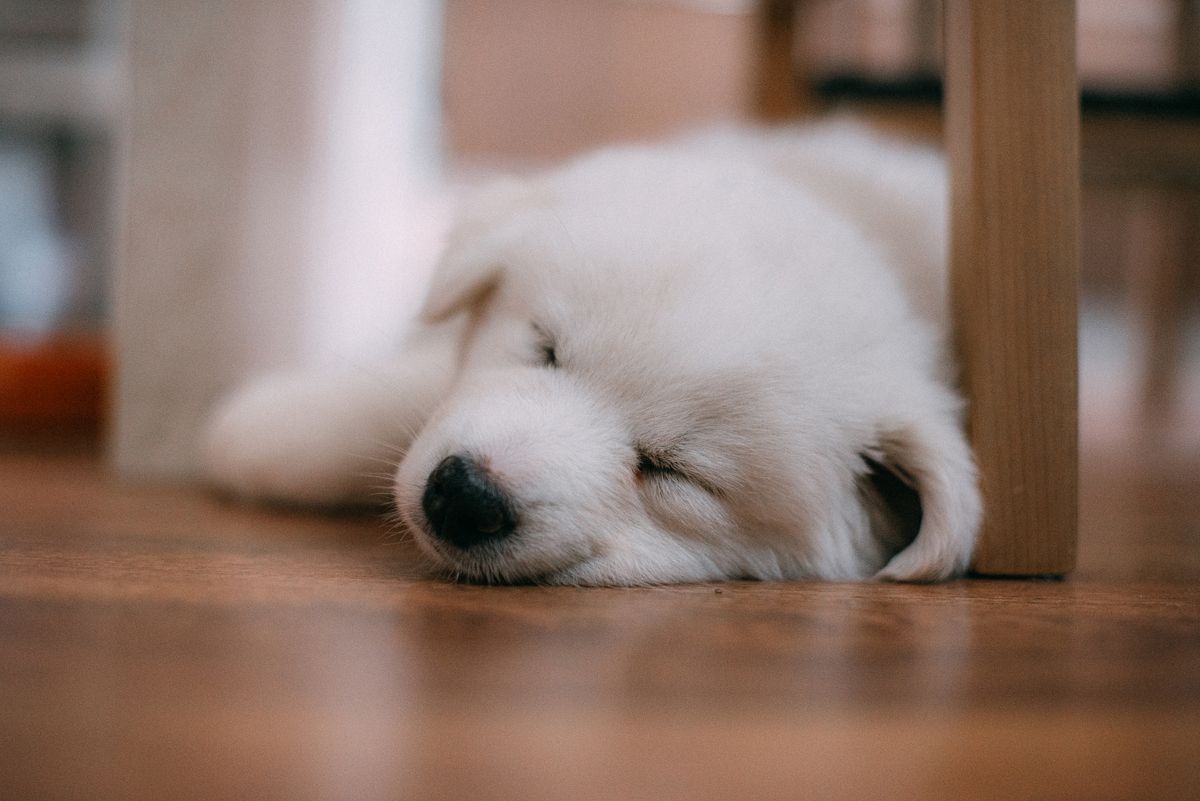 A dog resting on the floor at home, related to caring for a pet with diarrhea