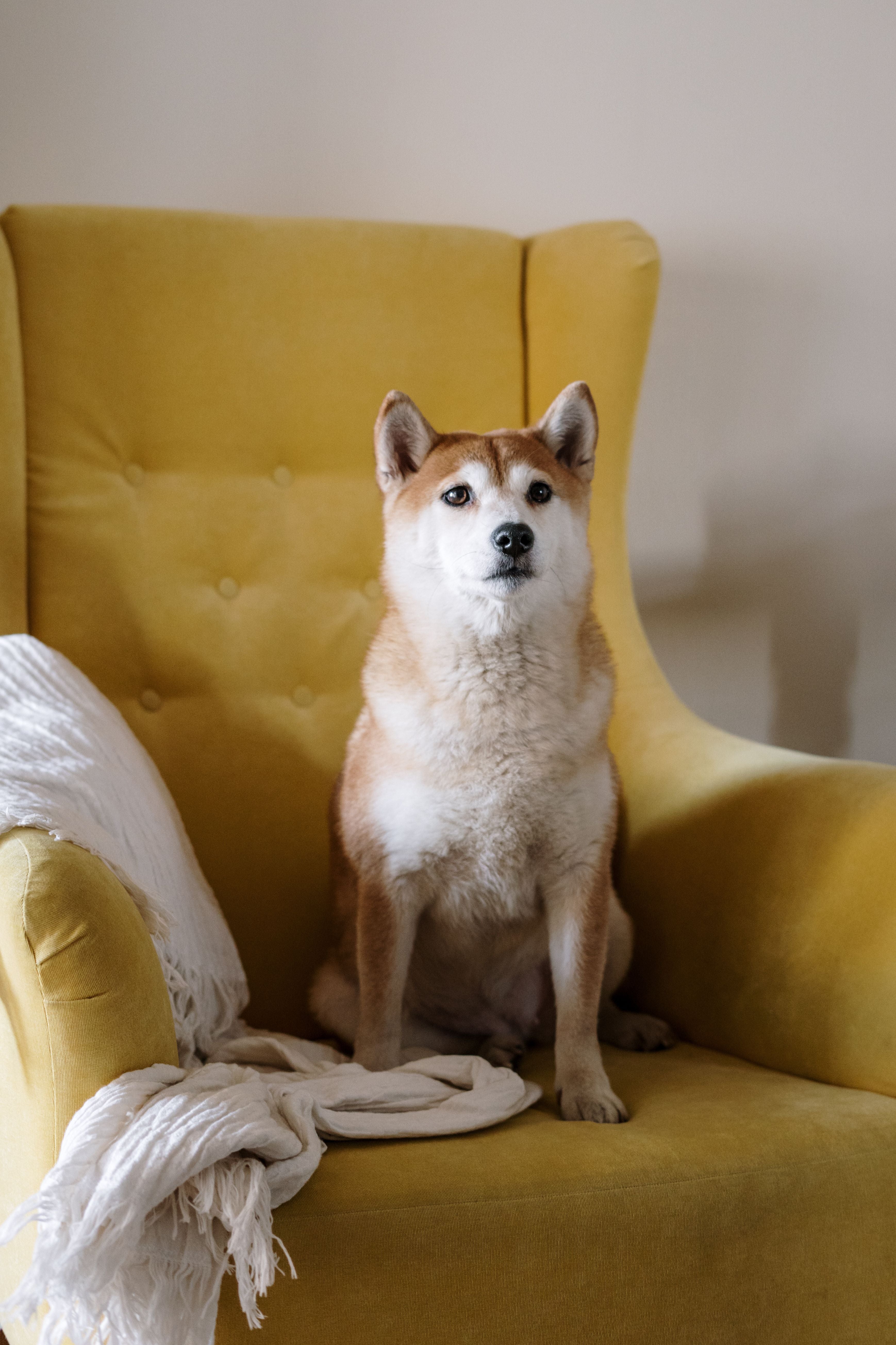Shiba Inu dog sitting calmly on a yellow armchair at home