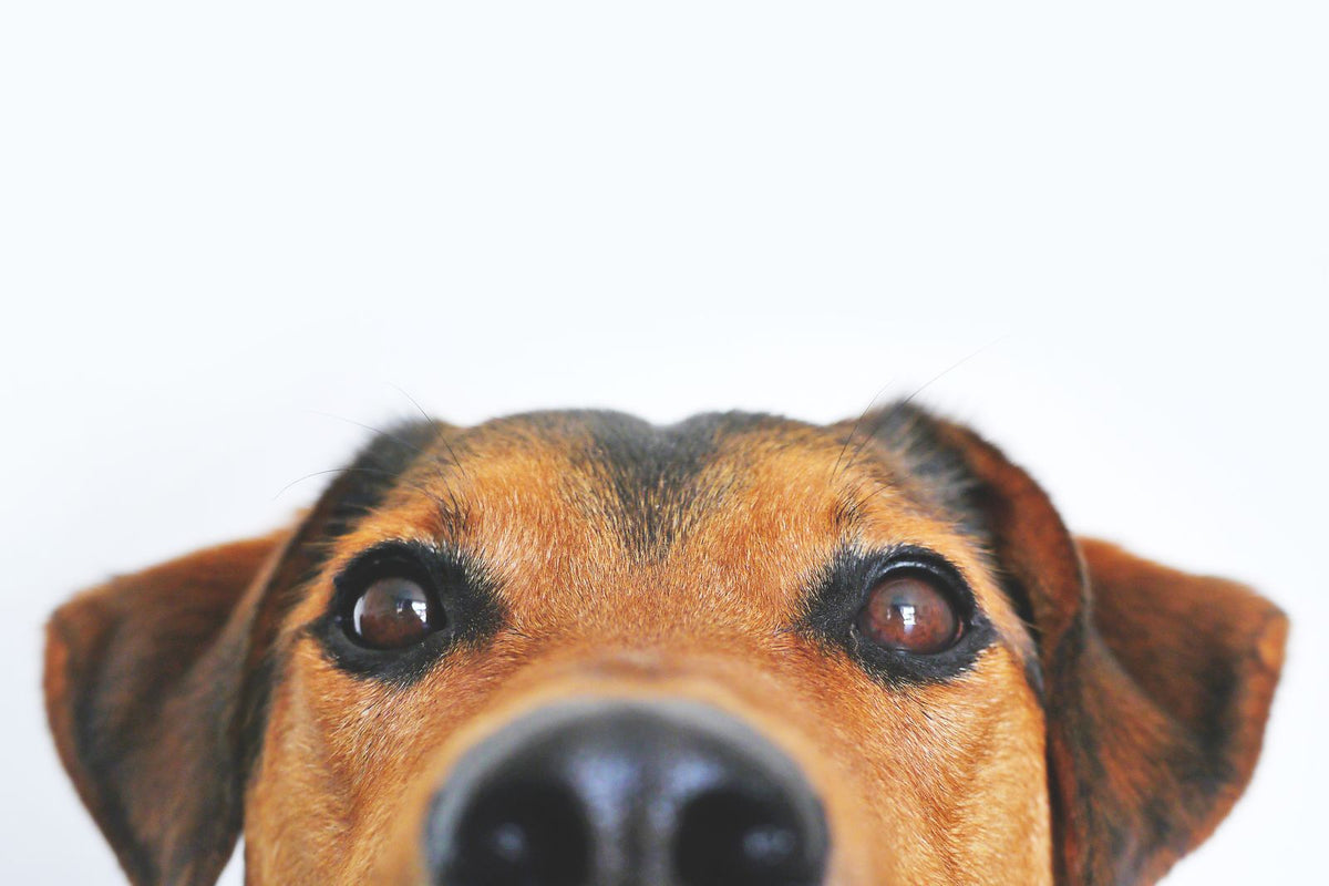 Close-up of a brown dog's face showing its dark nose and alert eyes