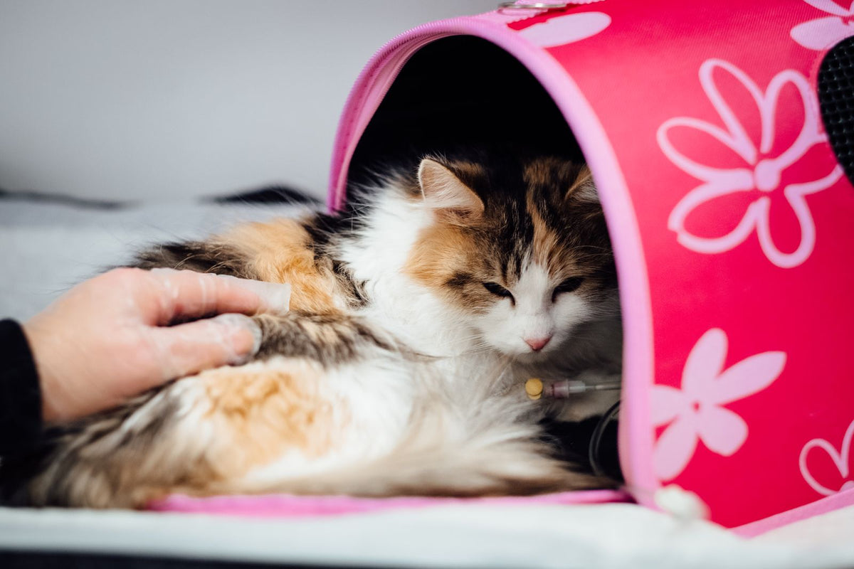 A calico cat resting while a person gently strokes it