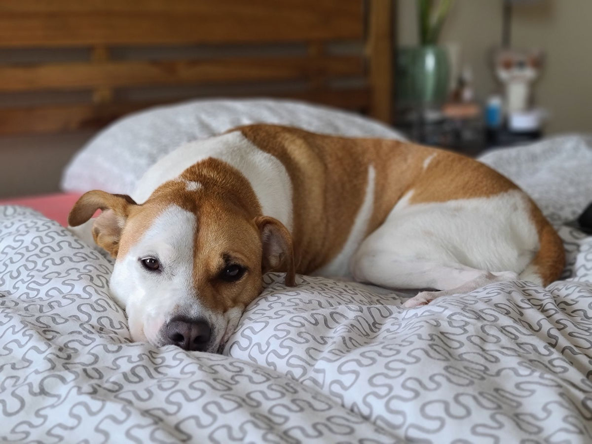 A brown and white dog resting on a bed with rumpled bedding