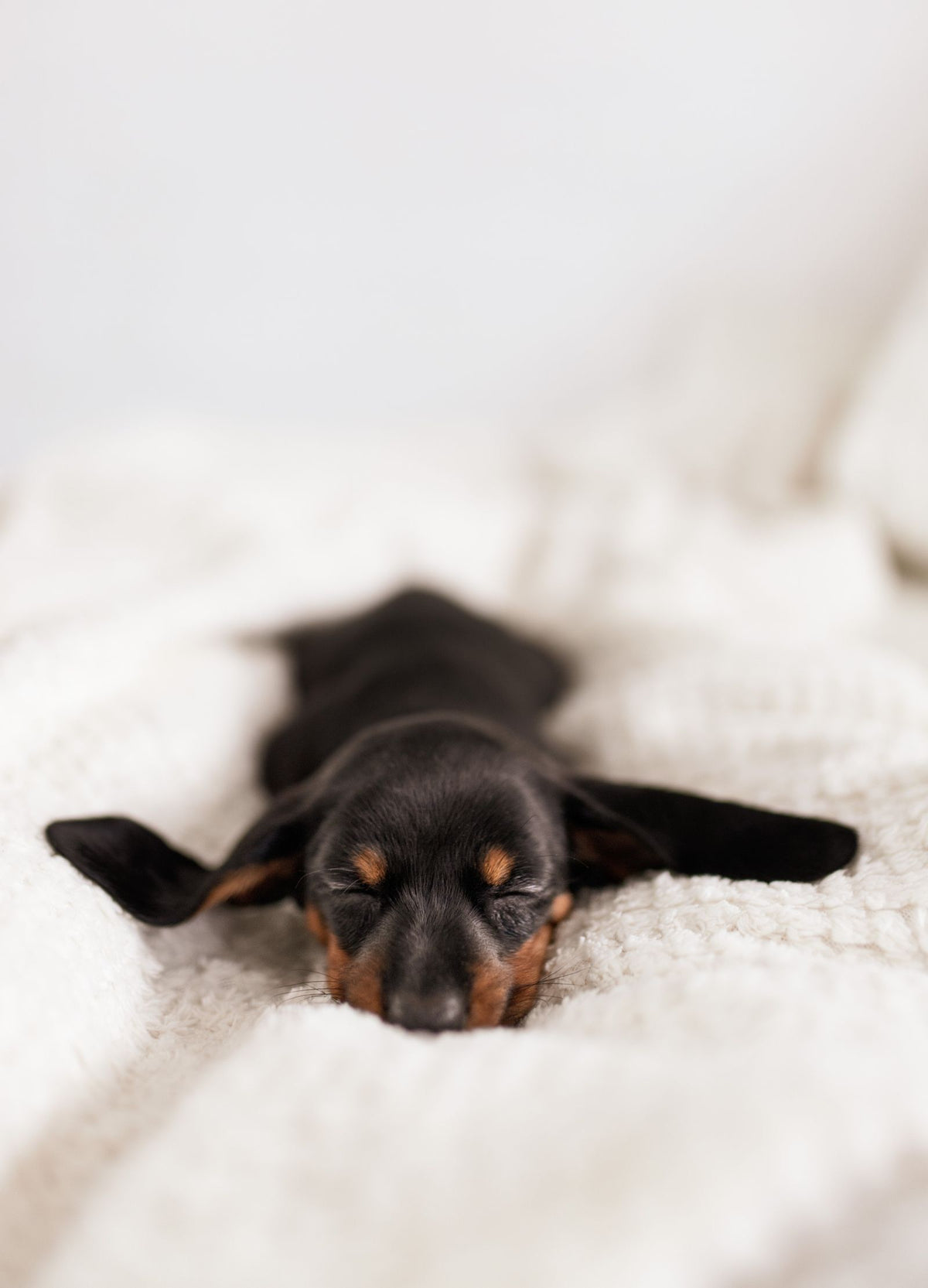 A small dog resting on soft bedding at home.