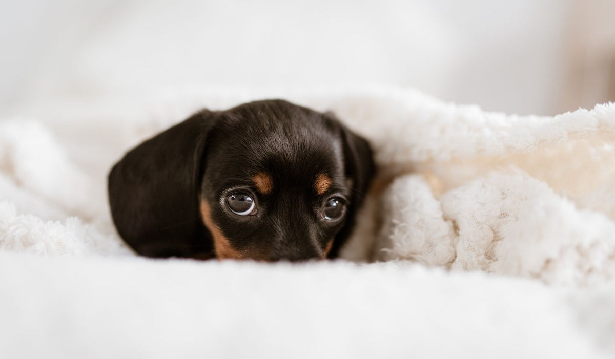 A young dachshund puppy resting on a soft white blanket