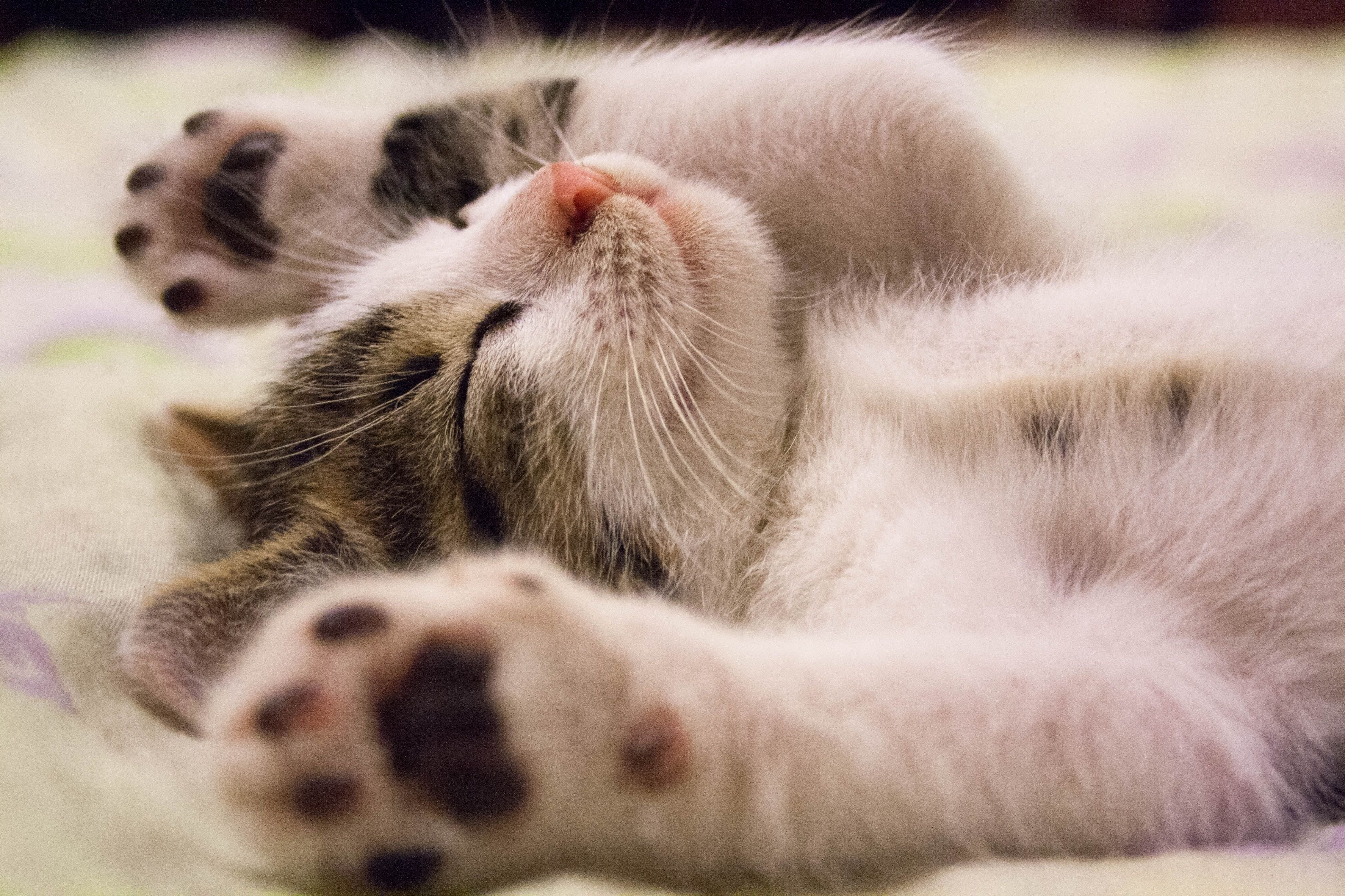 A calm cat being examined during a routine veterinary wellness visit