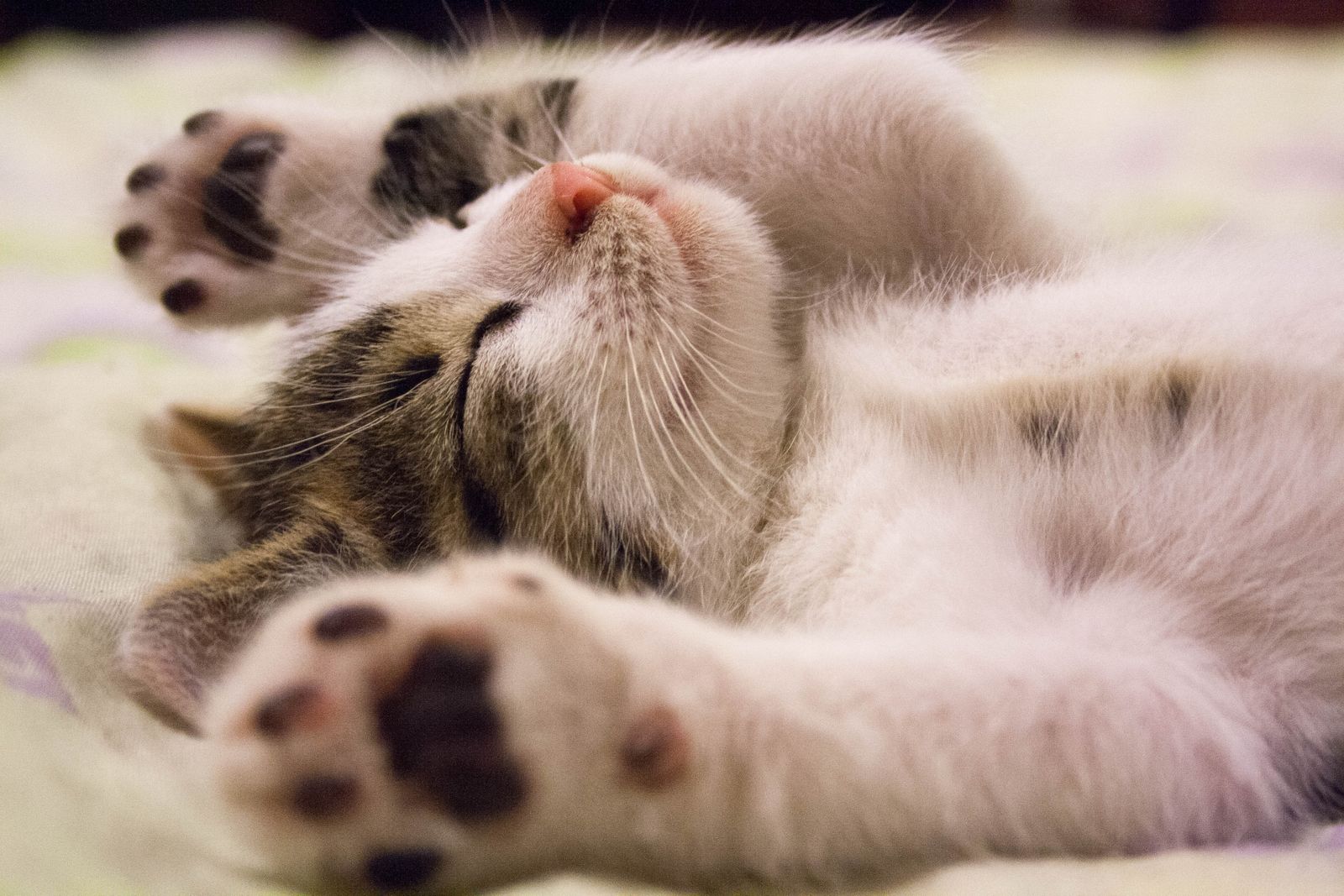 Relaxed cat lying on its back with soft paws and pads visible