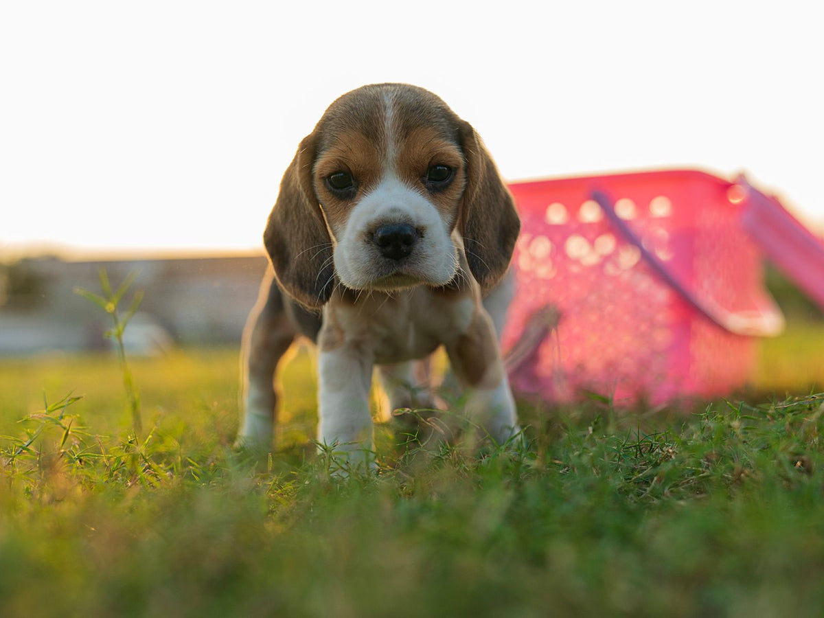 A Beagle puppy standing on a grassy meadow