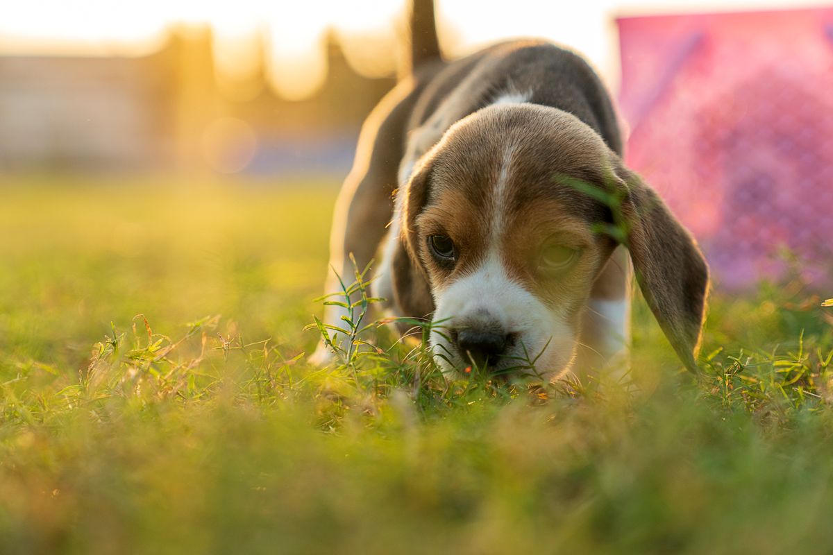Beagle puppy walking on a grassy lawn outdoors