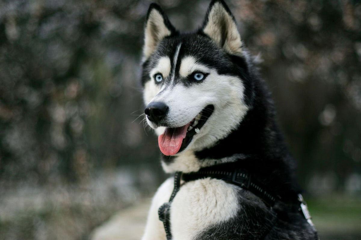 A black and white Siberian Husky with a thick double coat